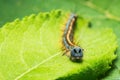 Caterpillar Euthrix potatoria Royalty Free Stock Photo